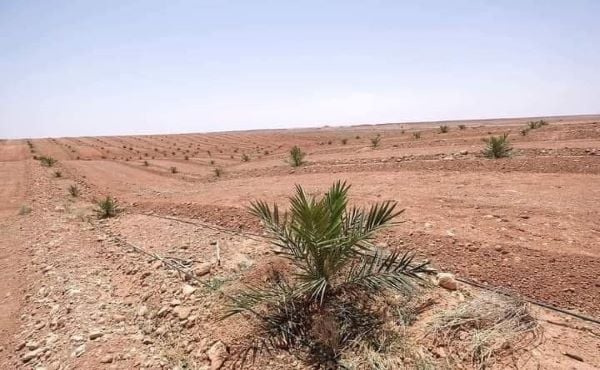  الرد المغربي على طرد المزارعين من واحة العرجة بفجيج من طرف جنرالات الجزائر متواصل
