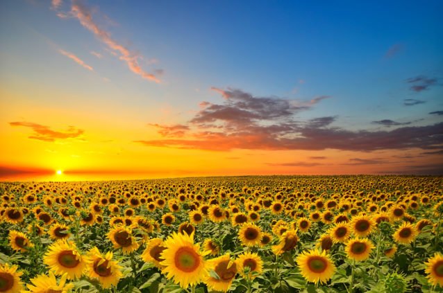  لماذا لم يحقق مخطط المغرب الأخضر أهدافه في إنتاج الحبوب الزياتية؟ وكيف يدفع المغرب ثمن هذا الفشل؟