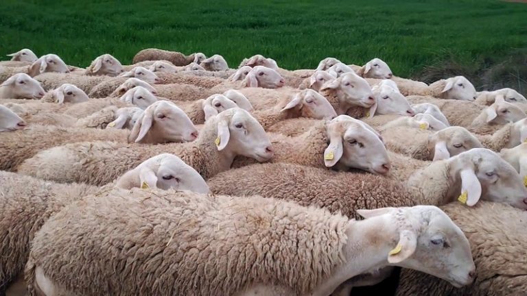  لضمان إمداد السوق الوطنية بلحوم الأغنام.. استيراد 24 ألف رأس غنم من إسبانيا