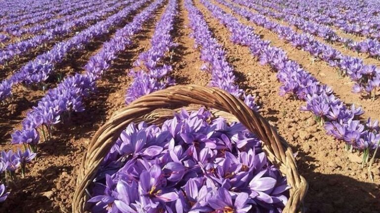  الزعفران يجتاح العالم.. المغرب يخطط لمضاعفة إنتاج الذهب الأحمر