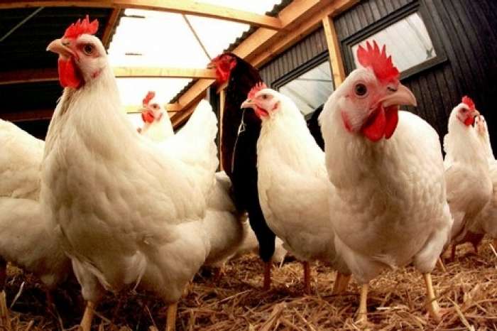  فدرالية الدواجن على صفيح ساخن..  تهديد بوقف الإنتاج ومطالب بتدخل الحكومة