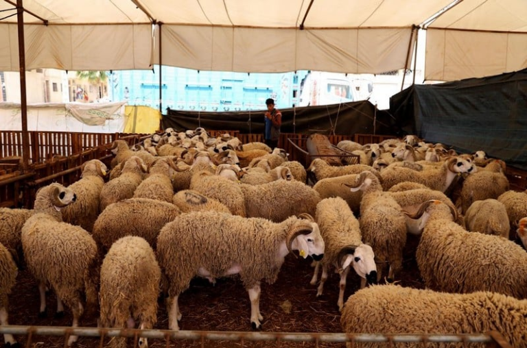  أخنوش: الحكومة تعمل على ضبط أسعار الأضاحي قبل حلول العيد