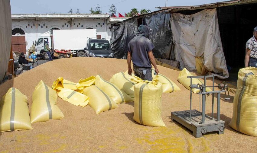  لتحقيق السيادة الغذائية.. المغرب مطالب بتسخير تقنيات جديدة واستعمال بذور مقاومة للجفاف
