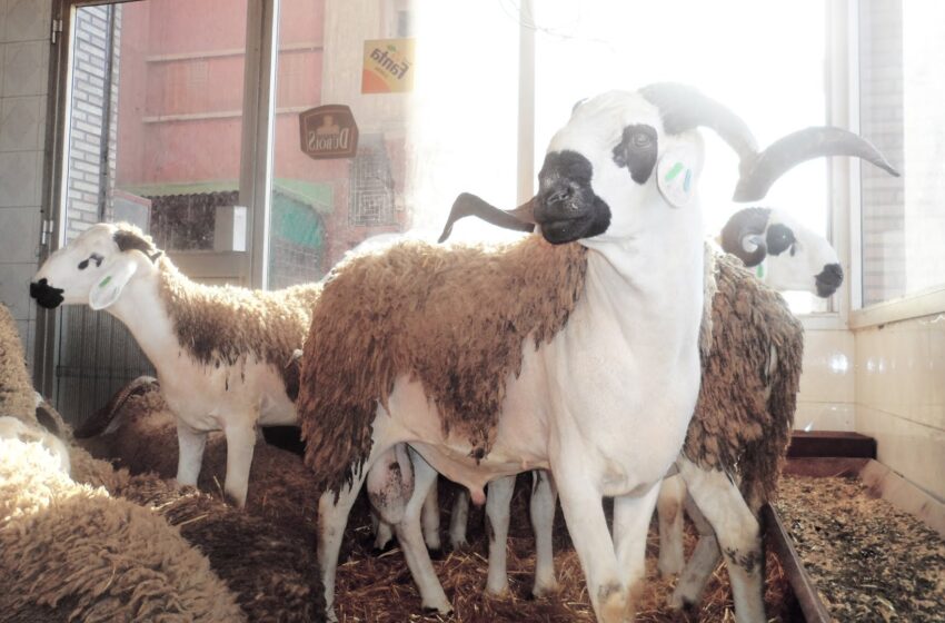  وزير الفلاحة يجمع المهنيين لتدارس وضع الأغنام قبل عيد الأضحى