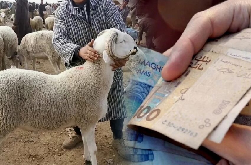  الحكومة تتخذ إجراءات جديدة بخصوص غلاء أضاحي العيد