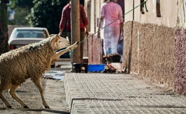  الالتزام بقرار أمير المؤمنين واجب ديني ووطني