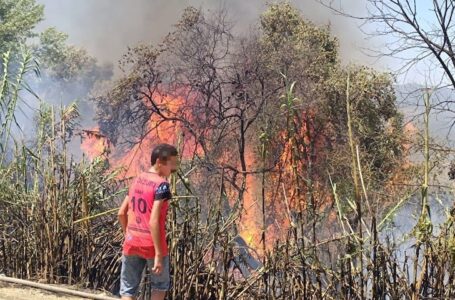 توقيف بائع قهوة متجول يشتبه تسببه في حريق غابة دردارة بشفشاون